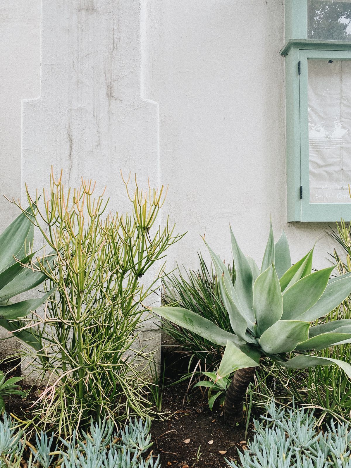 Exterior succulent · Eleven Home design + build